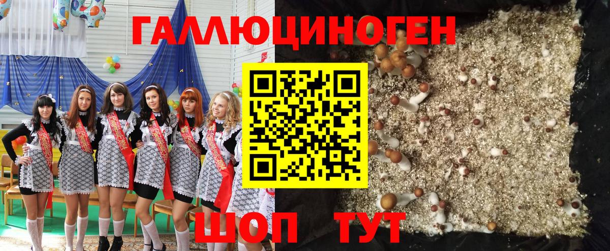 Галлюциногенные грибы Psilocybine cubensis  Новошахтинск 